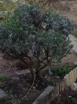 Lavendel.webp