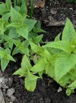 Monarda.webp
