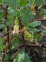 Stachelbeere.webp