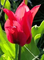 Tulpe.webp