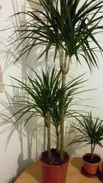 11115912_824257404318319_817779533_n.webp