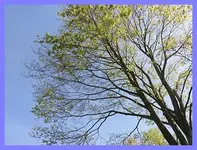 101.webp