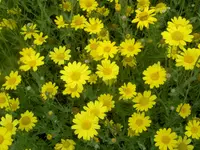 Blumen + Pflanzen alt 572v.webp