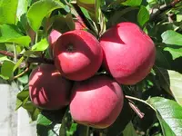 IMG_6743v.webp