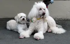Copy + of IMG_0639v.webp
