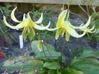 P1330720.webp
