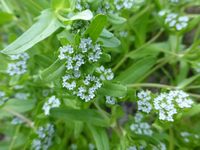 P1330119.webp