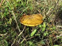 IMG_8409v.webp