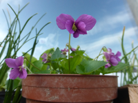 P1330029.webp