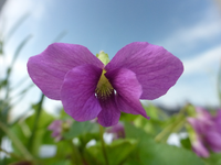 P1330027.webp