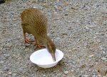 Weka (20)v.jpg