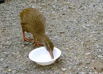 Weka (20)v.jpg