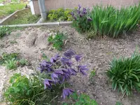 006.webp