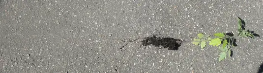 tomate tiefwurzler.webp