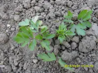 SDC10221.webp