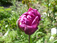 P1330815.webp