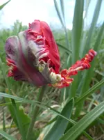 P1330448.webp