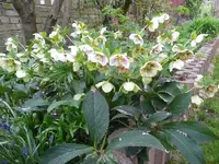 Christrose.webp