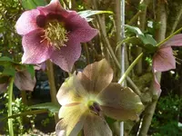 Christrose2.webp