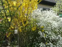 Forsythie und Spiere.webp
