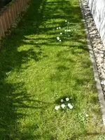 Gänseblümchen.webp