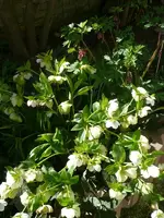 Herzchen und Christrose.webp