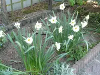Narzissen.webp