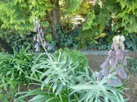 Persische Kaiserkrone.webp