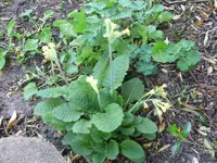 Schlüsselblume.webp