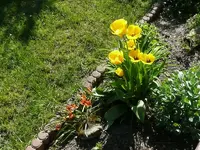 Tulpen.webp