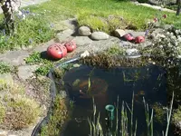 Teich.webp