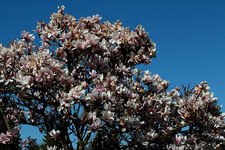 Magnolie in voller Blüte_full bloom_640.webp