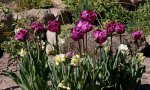 lila_purple_Tulpen_Narzissen creme_gefüllt_640.JPG