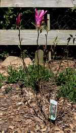 Magnolie_Susan_600.webp