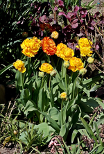Tulpen_gelb_orange_gefüllt_Lenzrose dunkeelrot_600.webp