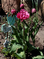 Tulpen_pink_gefüllt_600.webp