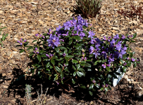 neuer Rhododendron_Blue Tit Magor_blau lila_640.webp