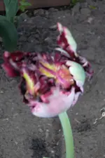 SAM_0546.webp