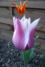 SAM_0547.webp