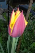 SAM_0549.webp