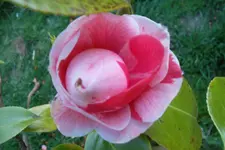 SAM_0562.webp