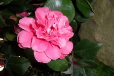 SAM_0565.webp