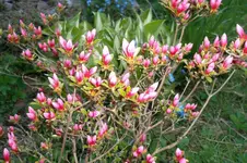 SAM_0564.webp