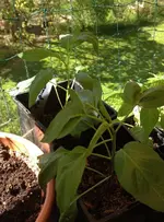 Pepinos.webp