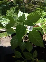 MiniRocoto.webp