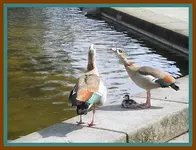 017.webp