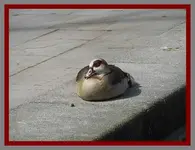 014.webp