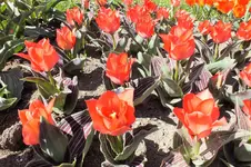 DSCF0683 (2).webp
