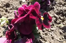 DSCF0688.webp