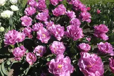 DSCF0692.webp